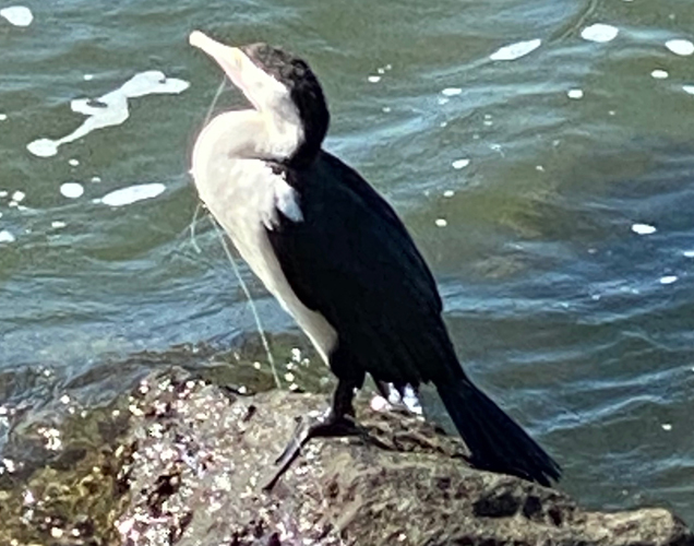 cormorant with fishing wire